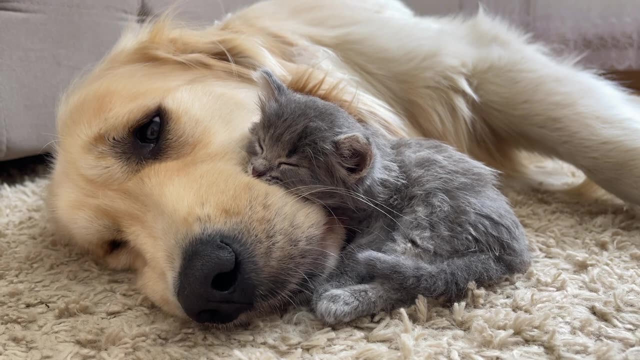 Tiny Kitten Won't Sleep Without His Golden Retriever!