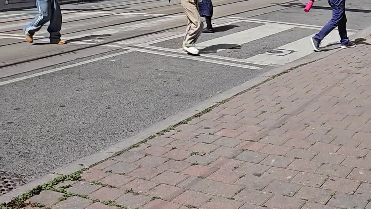 Happy Dog With Bag Enjoys Beautiful Day