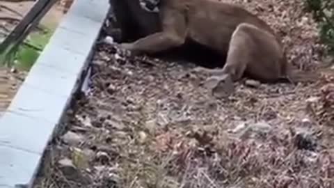 Mountain lion struggling to make a kill Must watch