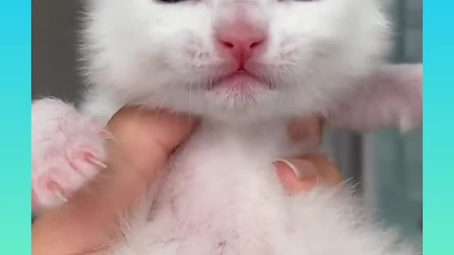 My Cute and funny little cat short