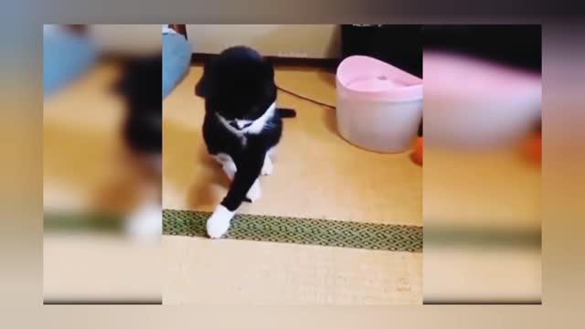 Cat playing with ball cat and dog funny compilation