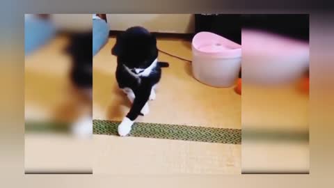 Cat playing with ball cat and dog funny compilation