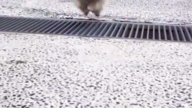 Gradually become proficient at jumping obstacles