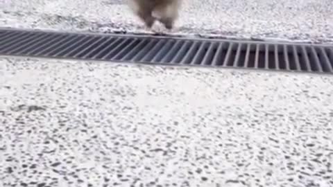 Gradually become proficient at jumping obstacles