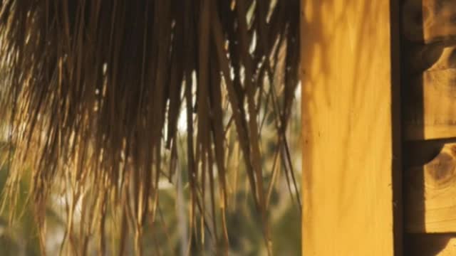 Palapa and a palms garden