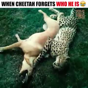 They are different from species but