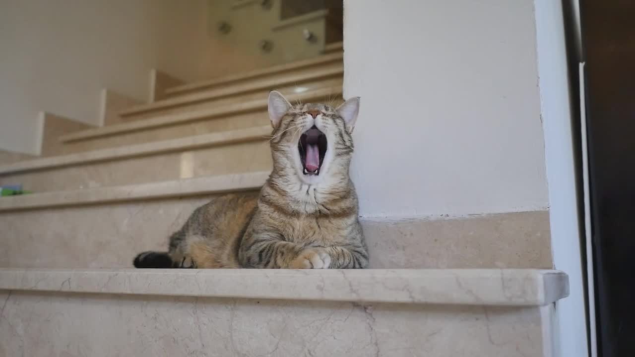 Cat Yawn Home sleepy New Full HD 2021