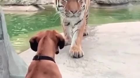 Dog and Tiger Animals Viral Video