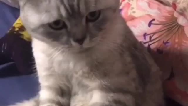 Cat reacting food | Funny Video 2022 😍😂🤣