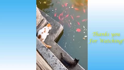 very very funny and cute pets