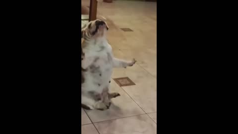 Funny animal videos 2023 - Funny cats/dogs - Funny animals Part81