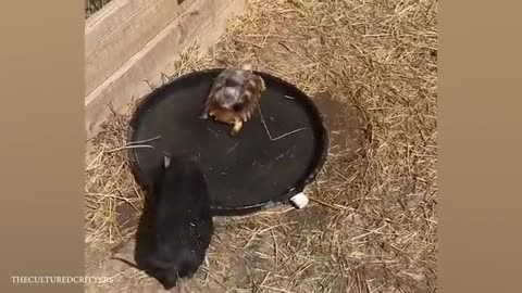 Funny Animals Videos 2024