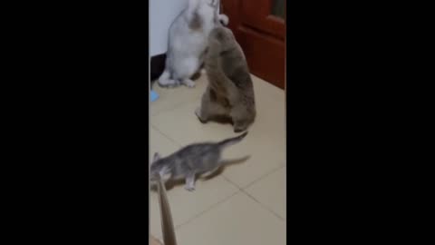 Two cats are fighting #USA