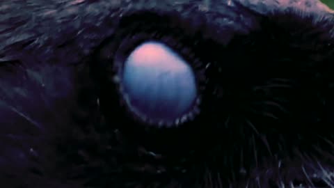 VREID - Into the Mountains (Official Lyric Video)