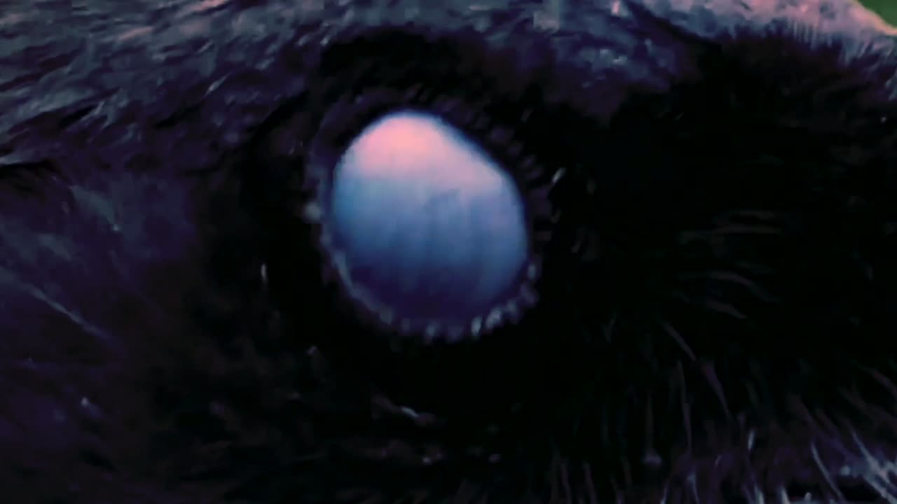 VREID - Into the Mountains (Official Lyric Video)