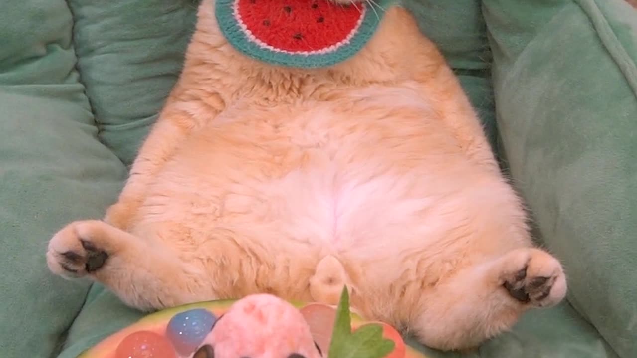 Do you want to have a hardworking and capable little cat
