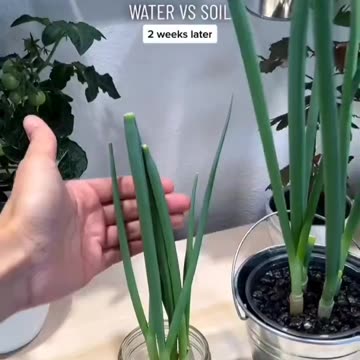 Regrowing green onions in water vs soil