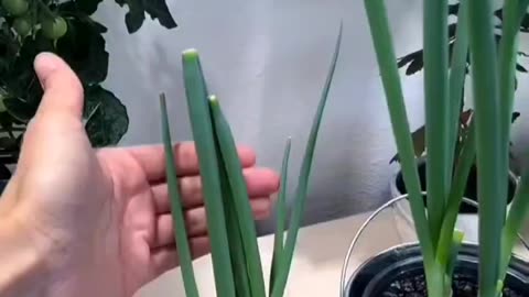 Regrowing green onions in water vs soil