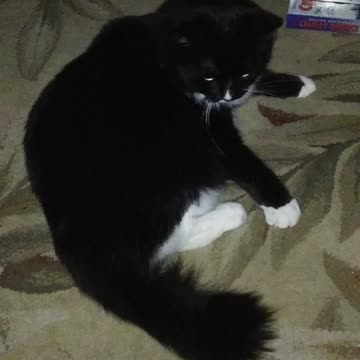 Tail, your bugging me!