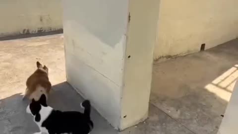 Dogs invented their own game