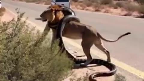 Giant python finally gave up on the lion