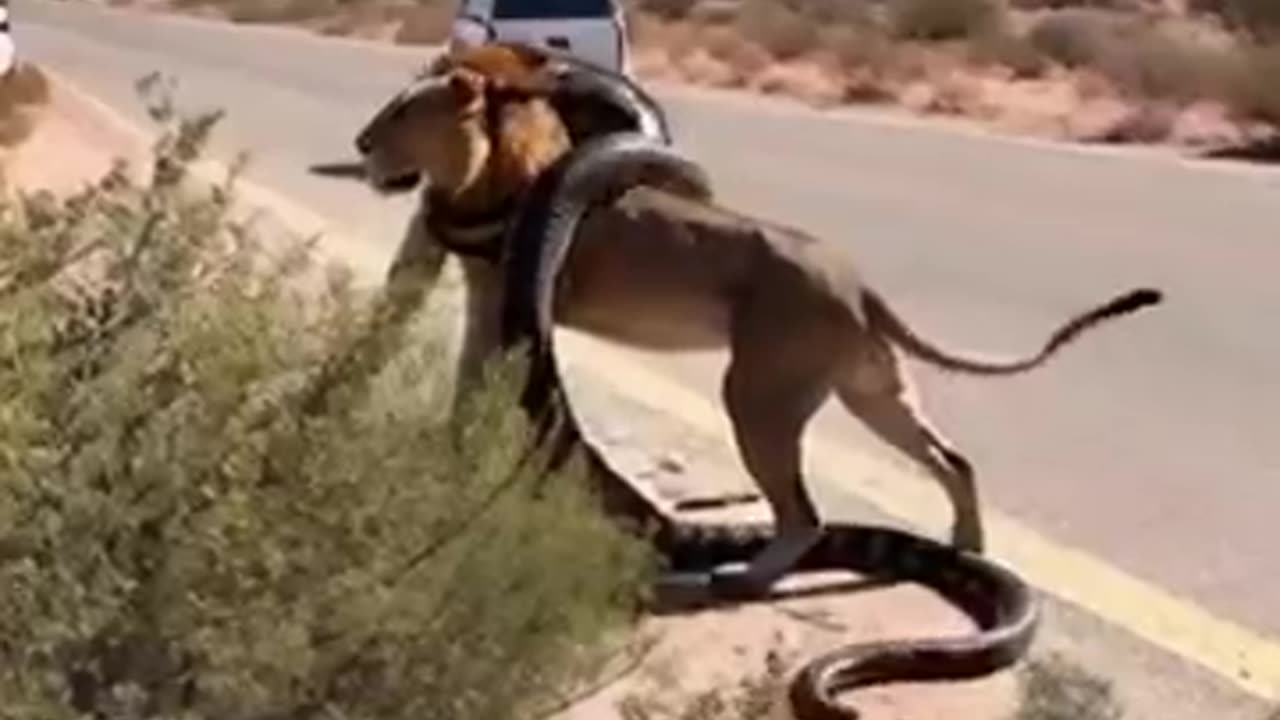 Giant python finally gave up on the lion