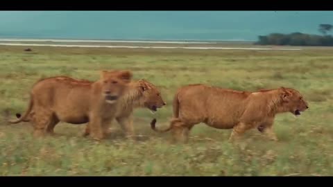 Go To Africa Safari Experience