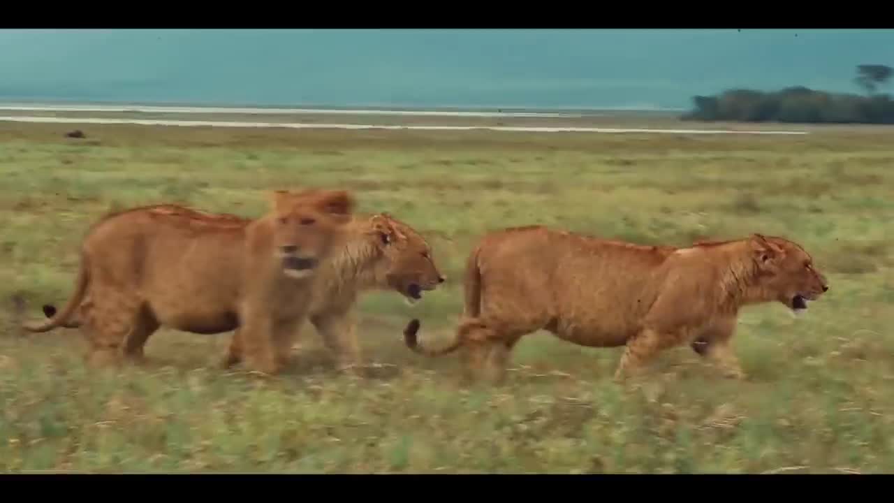 Go To Africa Safari Experience
