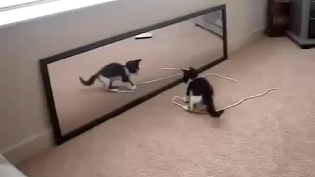 Cute kitten playing with mirror funny ♝