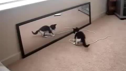 Cute kitten playing with mirror funny ♝