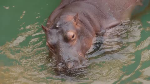 A hippopotamus