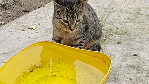 Michi precioso