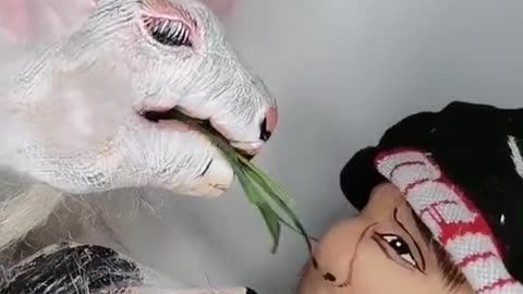Funny video, animal do by hand