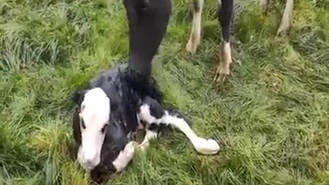 Animaux