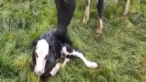 Animaux