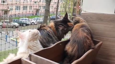 No too sunny today, but new spring cat species flourish in flower-boxes