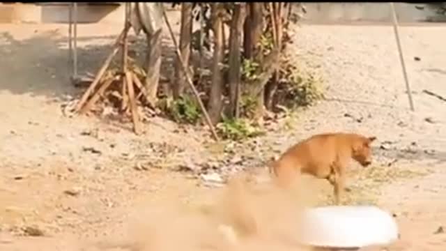 Trending funny dog