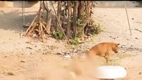 Trending funny dog