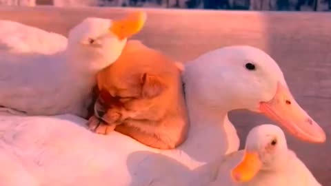 So cute animals #Animals #dog #cat #duck #monkey #adoremonkey #Monkey Animals4