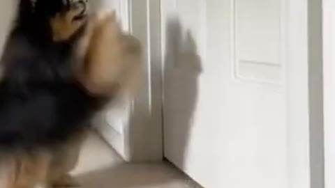 New Funny and Cute DOG Videos Compilation_🐕🐕_