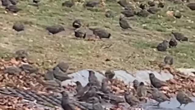 Hundreds of Birds in Yard