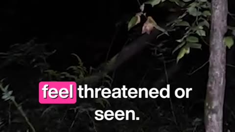 eyes in the woods