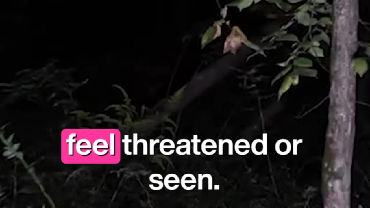 eyes in the woods