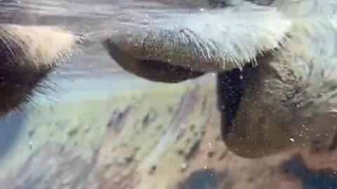 HOW TO CAMELS DRINK WATER?
