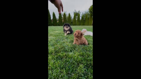 Cute dog, funny video
