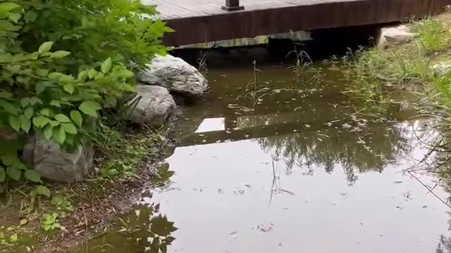 The fallen leaves fell into the water