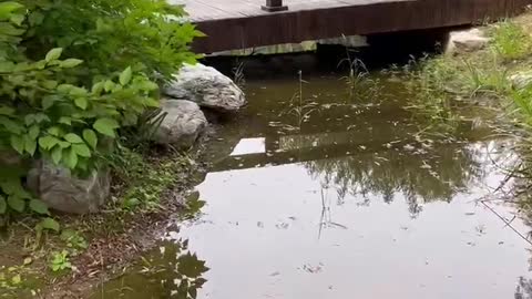 The fallen leaves fell into the water