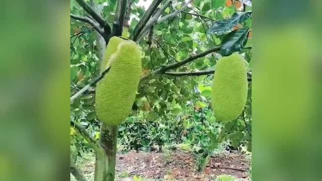 Cutting fruit