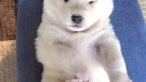 Who says huskies aren't cute?