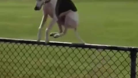❤️😹 Funniest Animals 😹 - Best Of 🙊❤️ Funny Animal Videos Ep 47 #Shorts#Pets ❤️